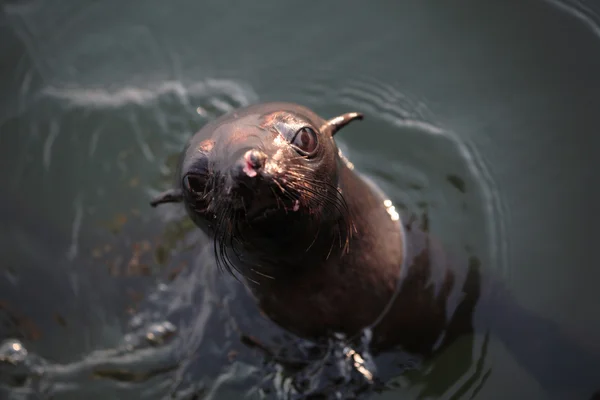 stock image Sea Lion