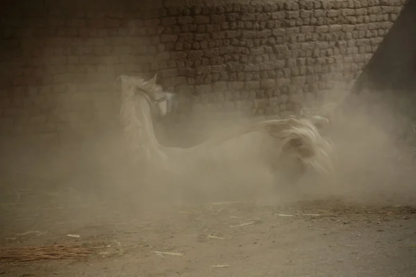 Düşmüş, horse — Stok fotoğraf