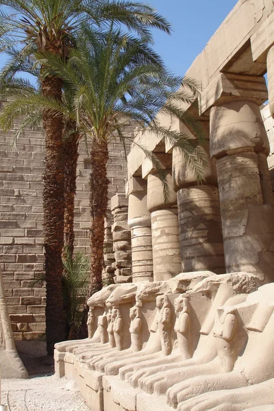 Mısır serisi (palmiye ağacı ve aslanlar) — Stok fotoğraf