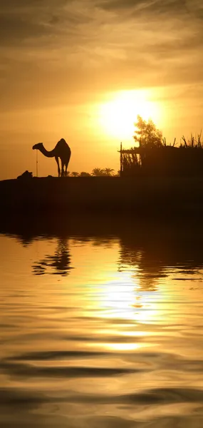 Camelo no Egito — Fotografia de Stock