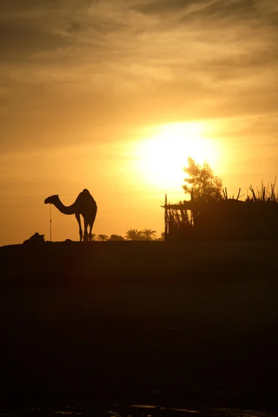 Верблюд в Египте — стоковое фото