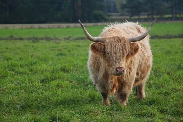 Highland Cattle — Stock Photo, Image