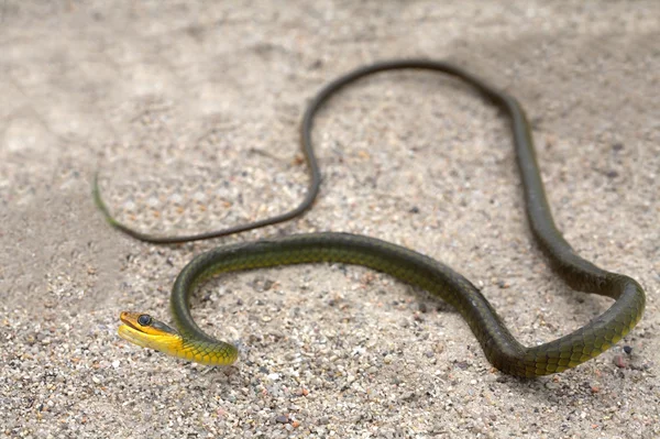 緑のヘビ — ストック写真