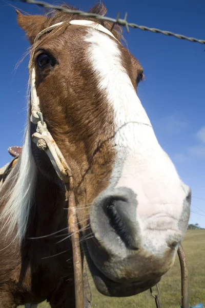 フェンスの後ろの馬 — ストック写真
