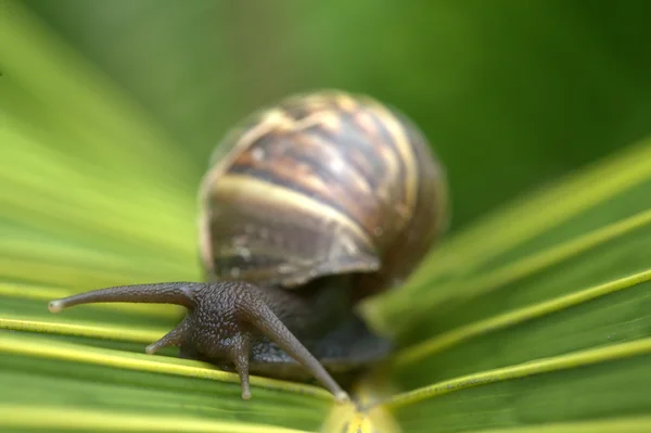 Snail on Leaf — Stock Photo, Image
