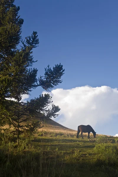 말과 파인 트리 — 스톡 사진