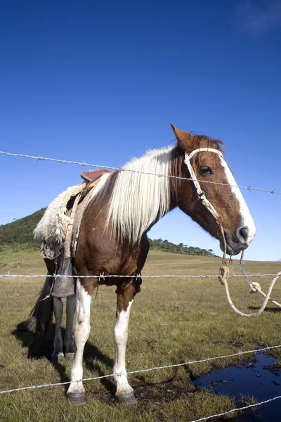 Cavalo atrás da cerca — Fotografia de Stock