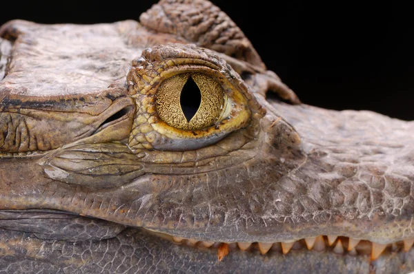 Primo piano dell'occhio di alligatore sulla b nera — Foto Stock