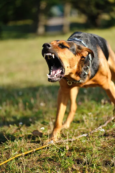 Naštvaný pes s obnaženými zuby — Stock fotografie