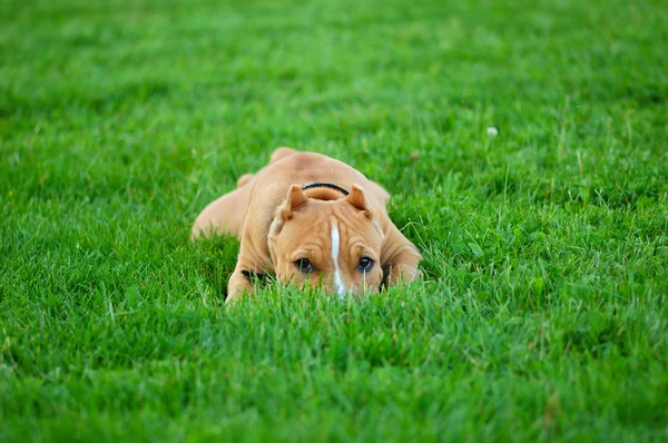 Puppy pit bull terrier hiding in the gra — Stock Photo, Image