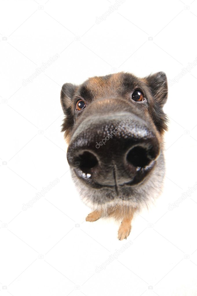 Funny dog on the white background