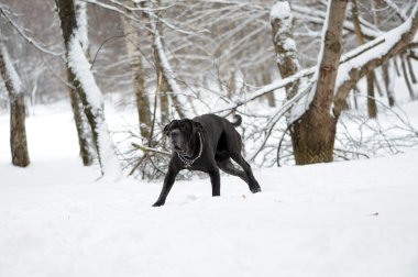 Napolitan Mastiff 'in portresi