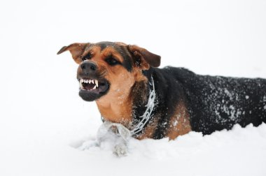 kızgın köpek dişleri bared ile