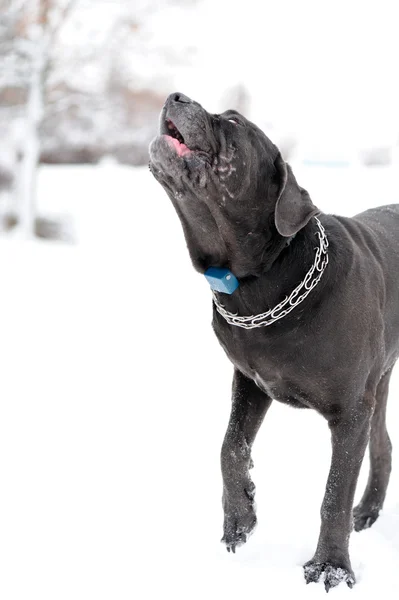 Portret van de hond Napolitaanse Mastiff — Stockfoto