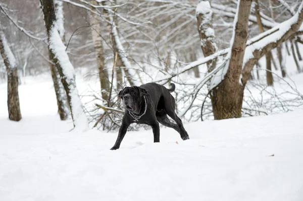Portrait of the dog Neapolitan Mastiff — Stock Photo, Image