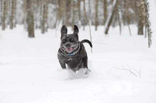 Saltar perro napolitano mastín — Foto de Stock