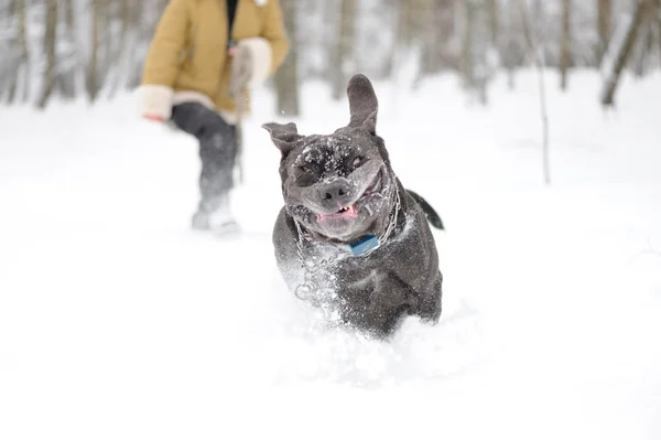 ジャンプ犬ナポリタン ・ マスティフ — ストック写真