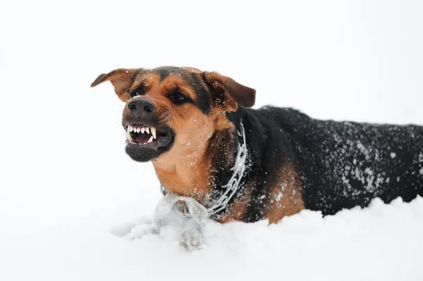 Злий собака з колючими зубами — стокове фото