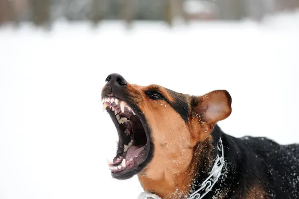 Perro enojado con los dientes desnudos — Foto de Stock