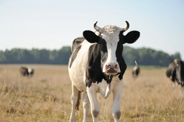 Koe op weiland met gras — Stockfoto