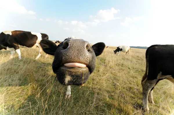 วัวตลกบนทุ่งหญ้ากับหญ้า — ภาพถ่ายสต็อก