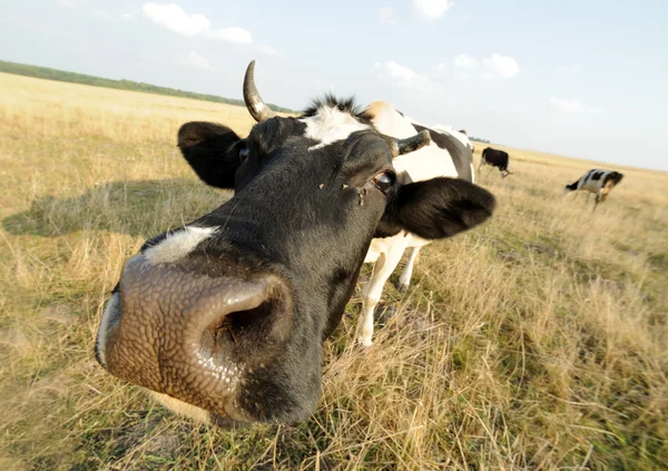 घास के साथ घास पर गाय — स्टॉक फ़ोटो, इमेज