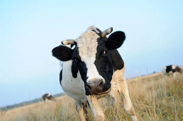 Koe op weiland met gras — Stockfoto