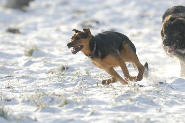 çalışan köpek