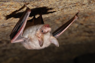 Bat holding on a wall clipart