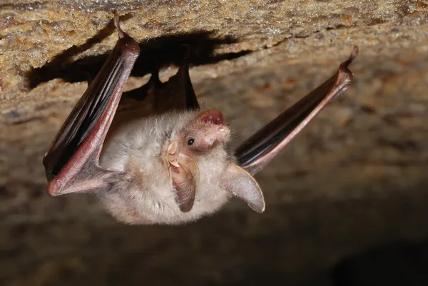 Bat håller på en vägg — Stockfoto