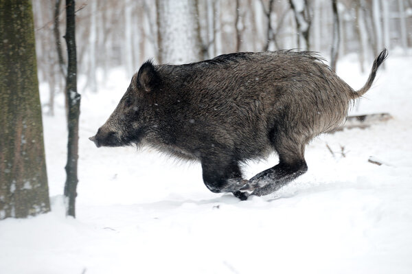 Running wild boar