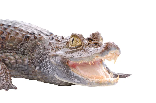 Alligator isolated on a white — ストック写真
