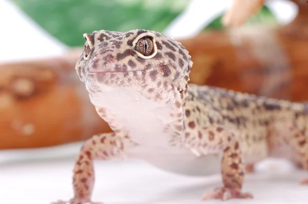 Jonge Luipaard gecko, tropische lizar — Stockfoto