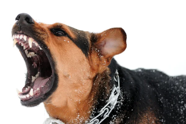 Naštvaný pes s obnaženými zuby Stock Obrázky