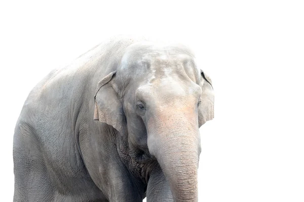 Ritratto dell'elefante sul bianco — Foto Stock