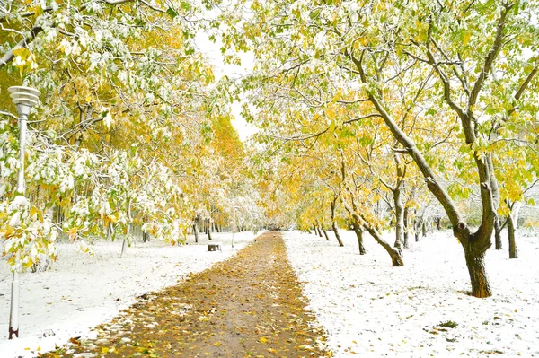 Зимняя дорога с жёлтыми листьями — стоковое фото