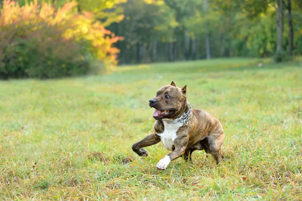 Lopende pitbull Terriër hond — Stockfoto