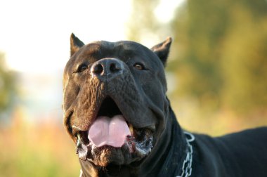 Portrait of the cane corso dog clipart