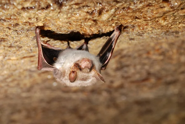 Bat håller på en vägg — Stockfoto