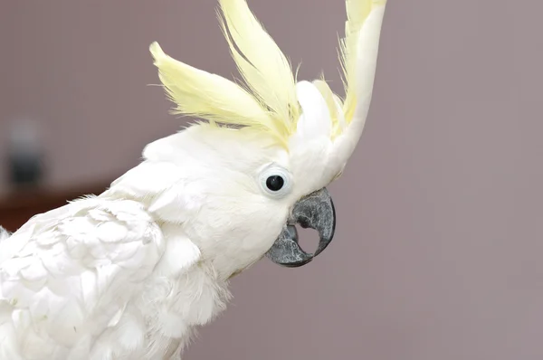 Papagaio branco — Fotografia de Stock