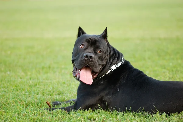 Portretul câinelui de trestie corso — Fotografie, imagine de stoc