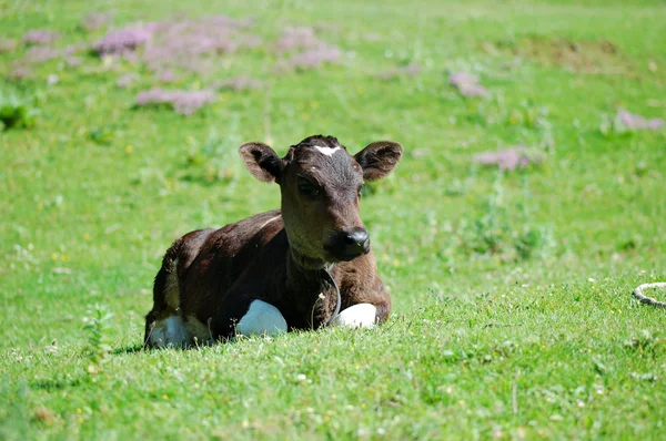 stock image Calf