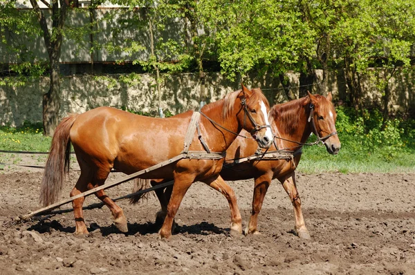 Вспашка поля лошадьми — стоковое фото