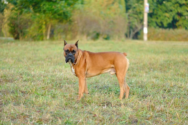 Porträtt av boxer hund — Stockfoto