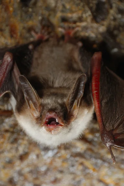 Vampiro murciélago con dientes desnudos — Foto de Stock