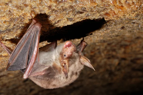 Morcego segurando em uma parede — Fotografia de Stock
