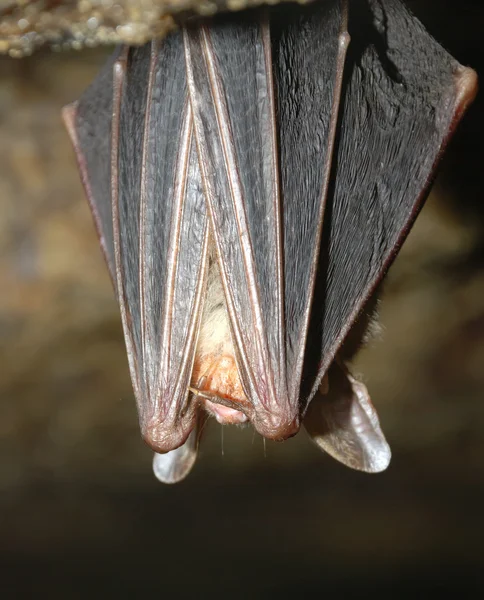 Νυχτερίδα που κατέχουν σε έναν τοίχο — Φωτογραφία Αρχείου