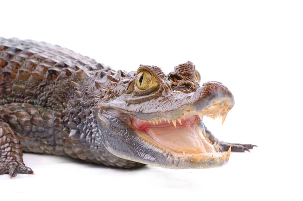 Primo piano alligatore sul bianco — Foto Stock