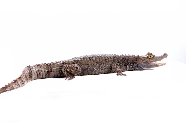 Nahaufnahme Alligator isoliert auf dem weißen — Stockfoto
