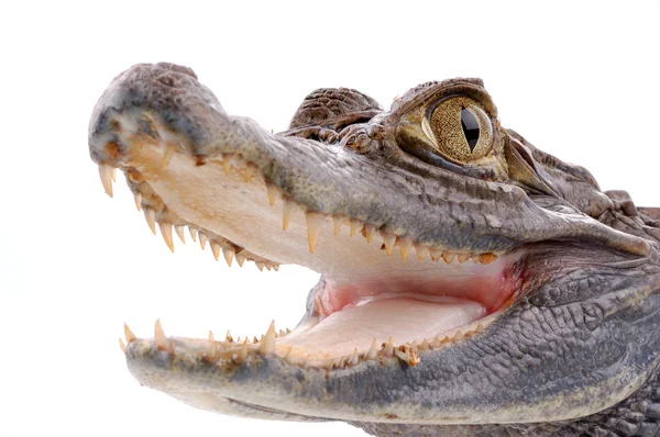 Closeup alligator hvid baggrund - Stock-foto
